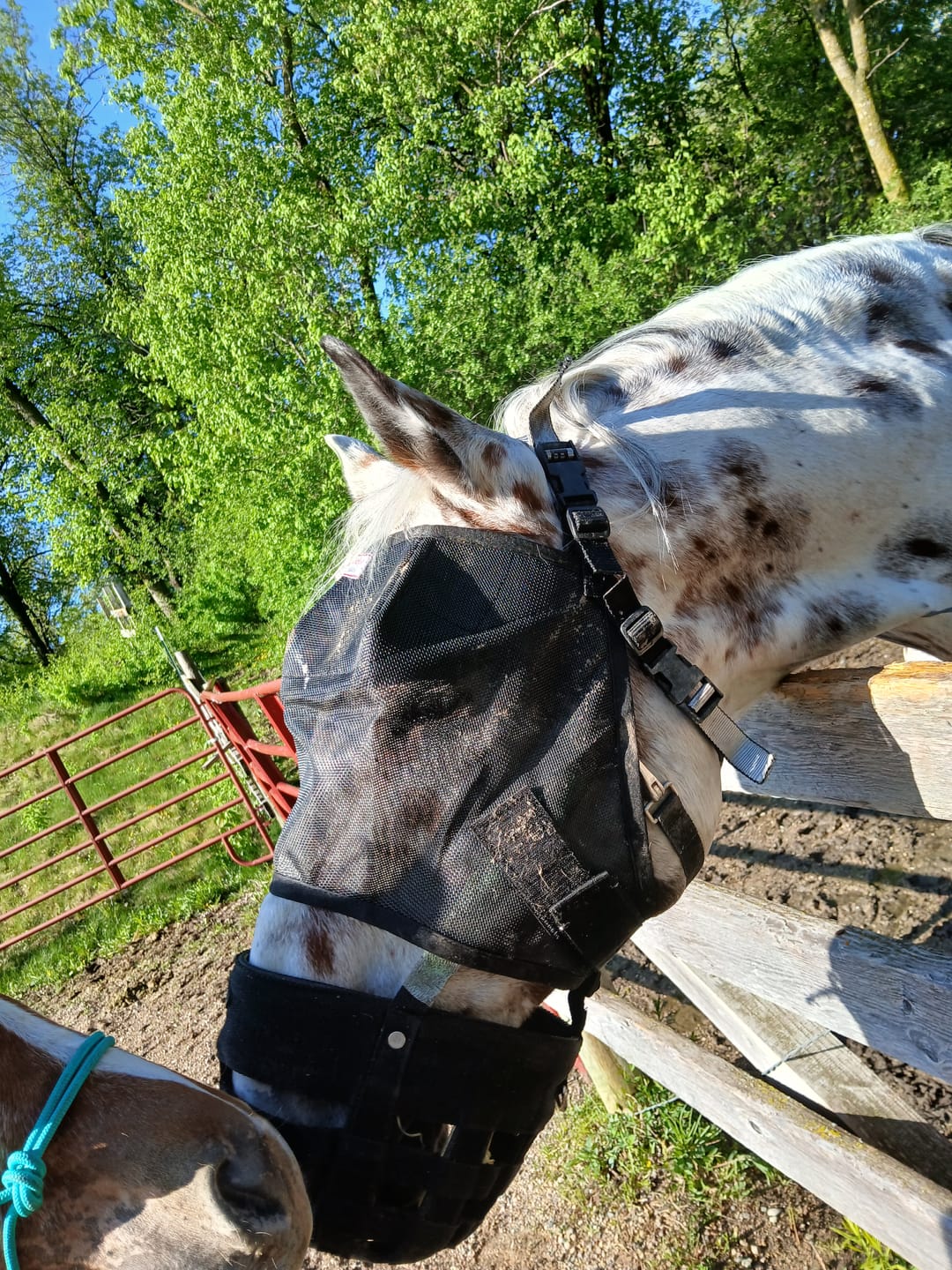Customer photo review of EquiVizor Fly Mask - Standard