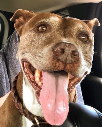 Customer photo review of Petsmont Buddy Guard Large Dog