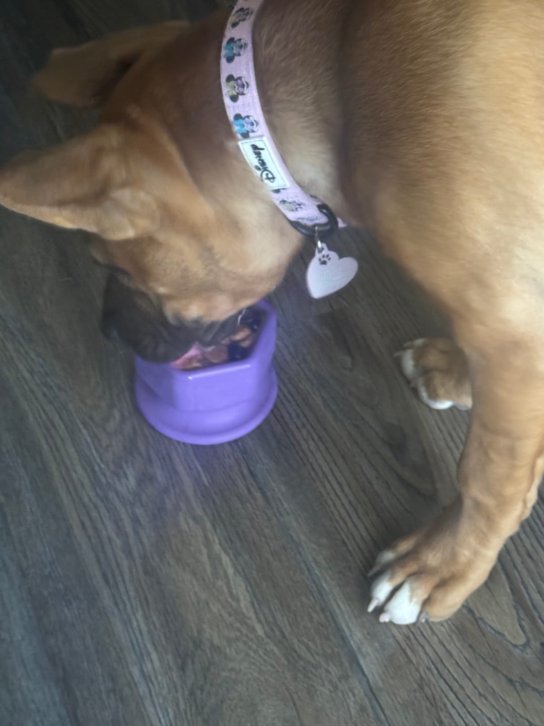 Customer photo review of FreezCup - Long-Lasting Chew Fun