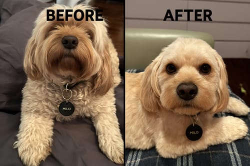 Customer photo review of PaWz GroomMate Pet Grooming Kit