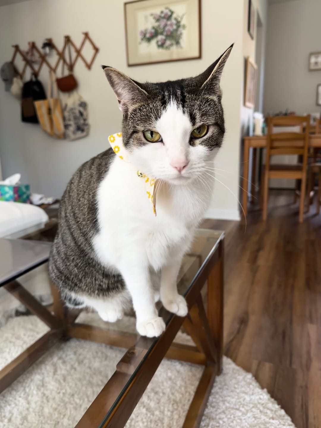 Customer photo review of Yellow Retro Daisy Bow Cat Collar