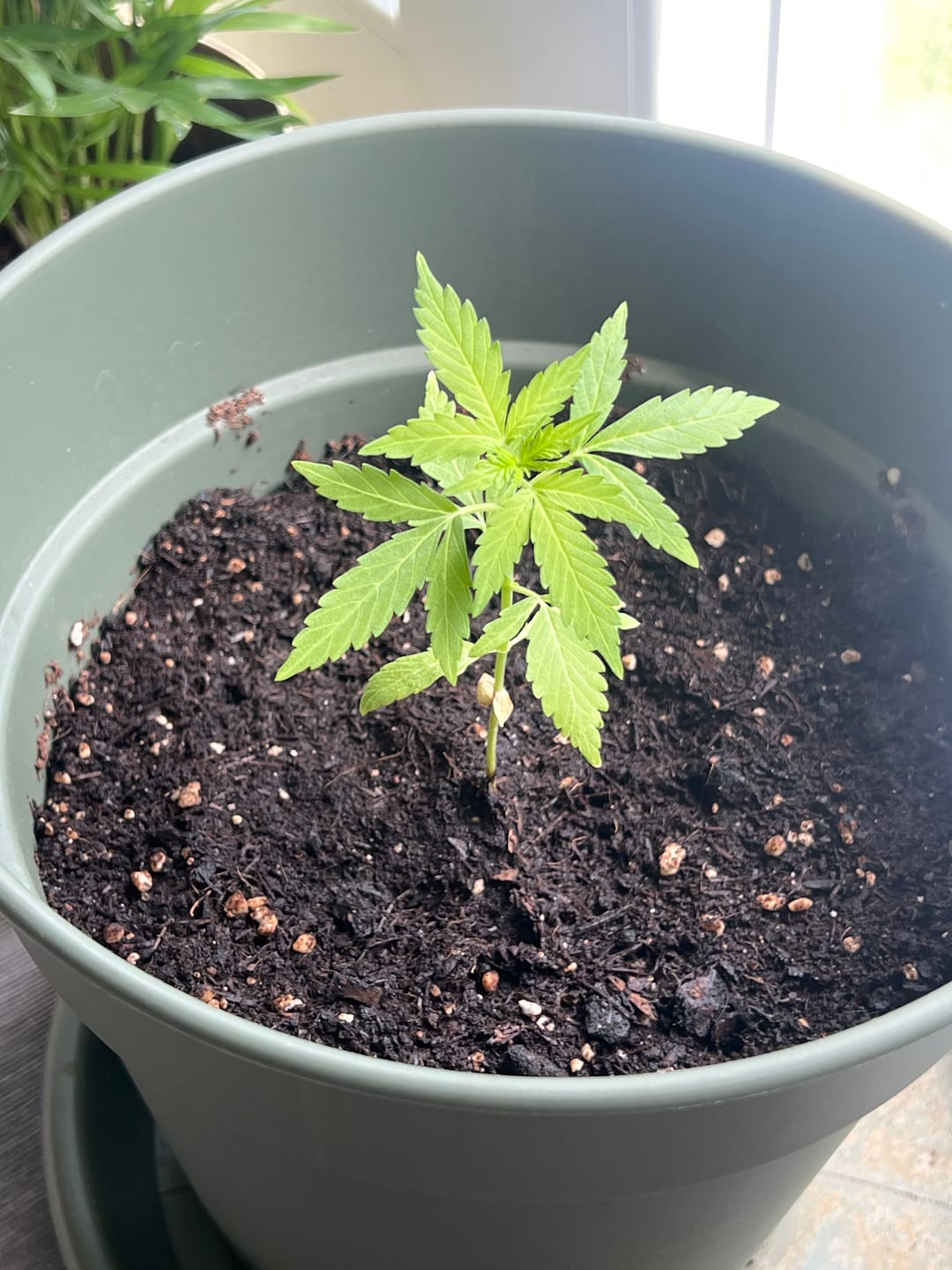 Customer photo review of Gelato F1 Cali Weed THC Samen – 50 Tage von Keimung bis Ernte – Autoflower – Die schnellsten Cannabis Samen der Welt