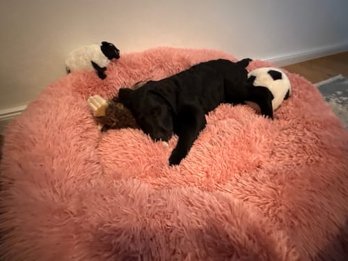 Customer photo review of Puppery Hundebett Wolke 7 - Das Original