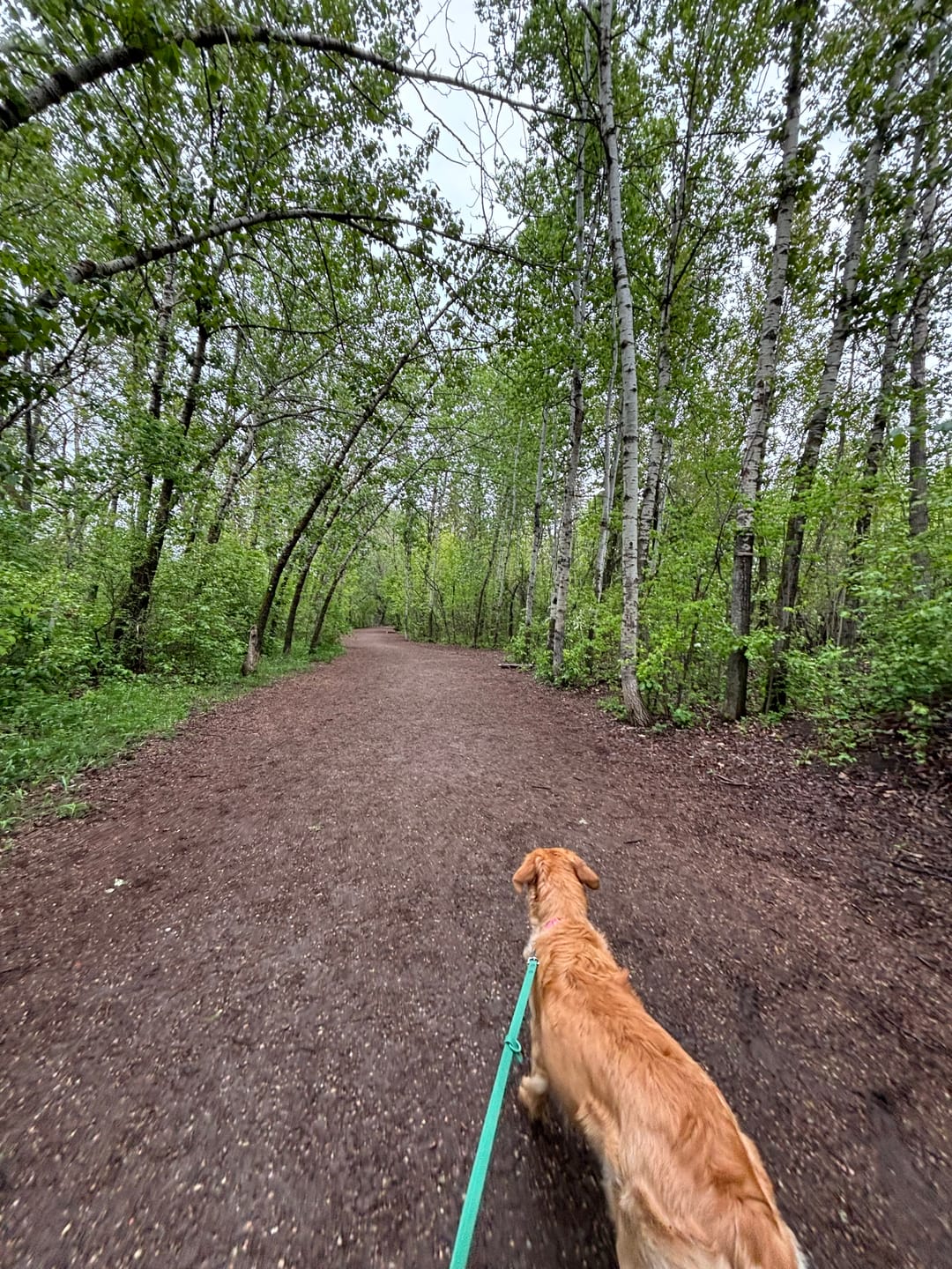 Customer photo review of Solace 6-IN-1 Hands Free Waterproof Leash