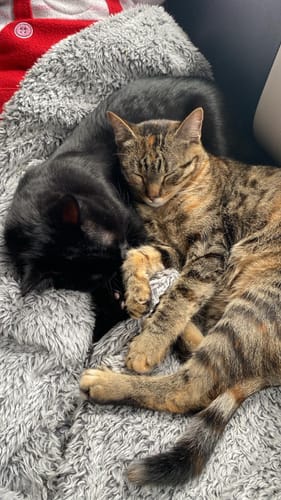 Customer photo review of Naturreines Katzenstreu