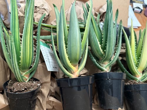Customer photo review of Aloe Hercules Variegated