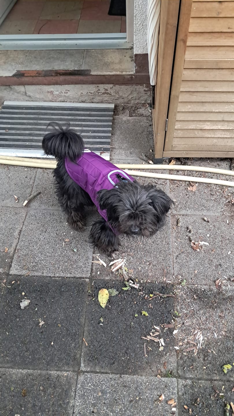 Customer photo review of Emmalove - Wasserdichte Hundeweste
