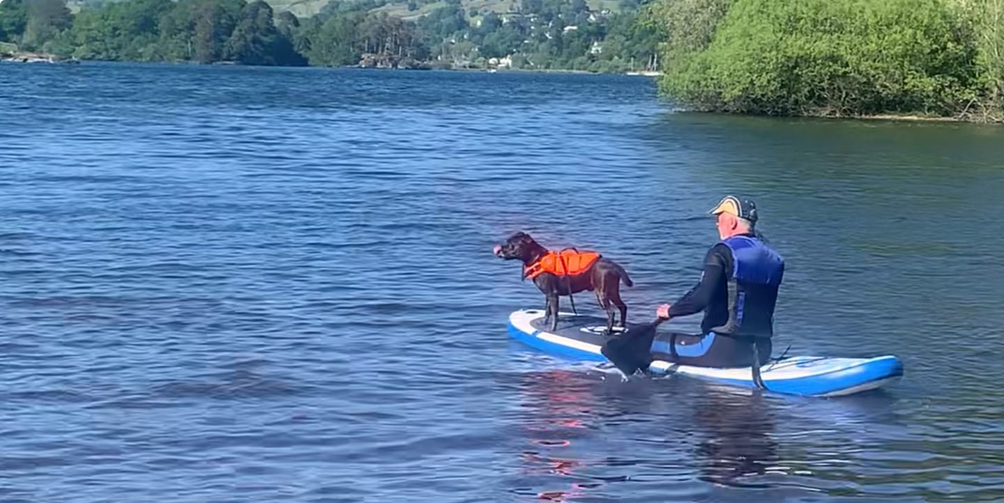 Customer photo review of Staffordshire Bull Terrier 1935® Life Jacket - Neon Orange