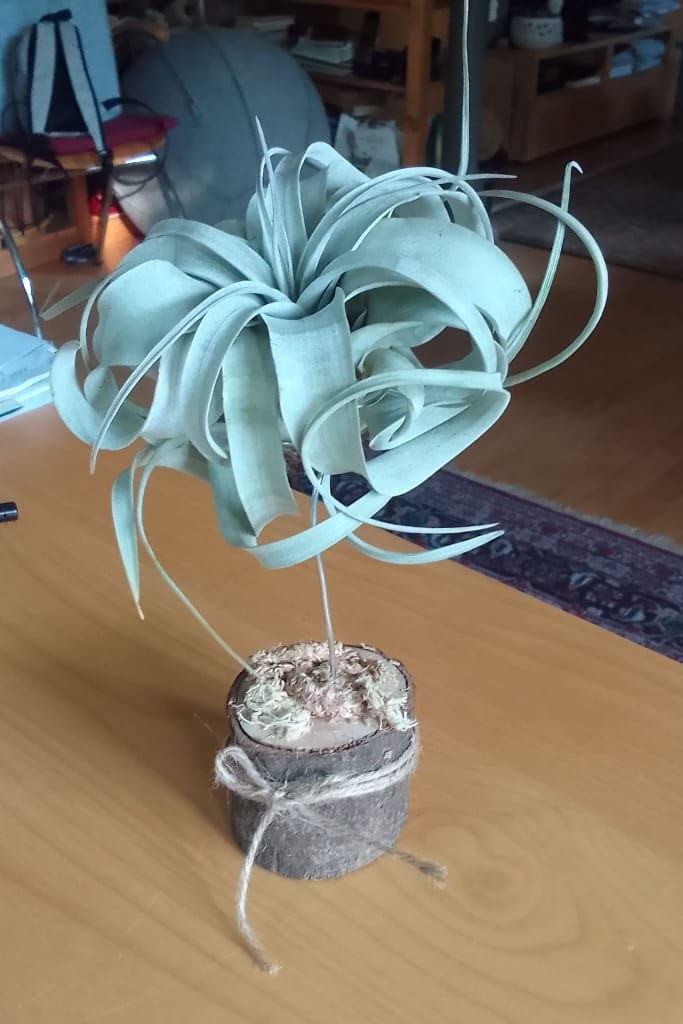 Customer photo review of Tillandsia xerographica 'Bonsai'