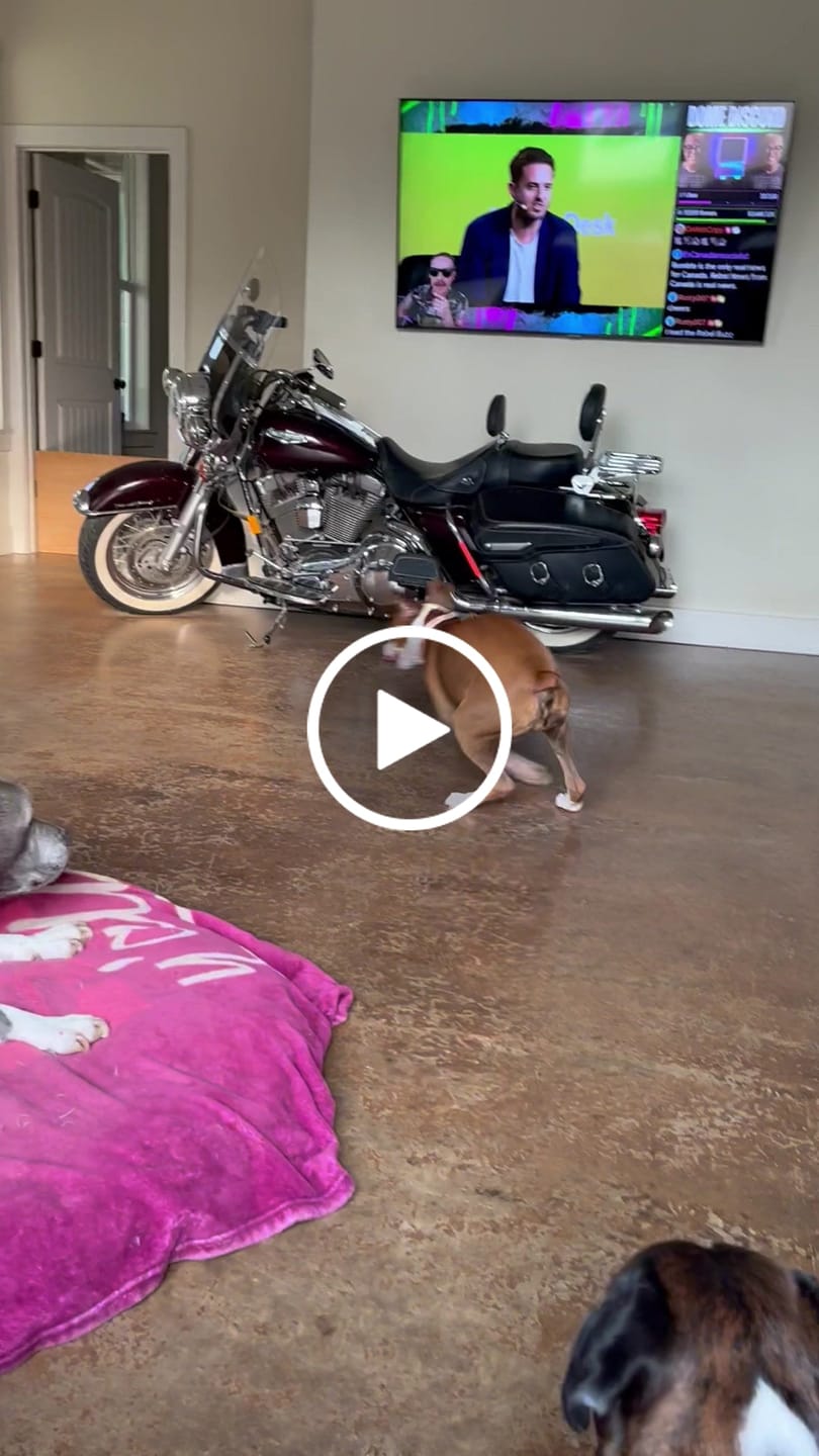 Customer video review of Save The Frogs Coffee Mug