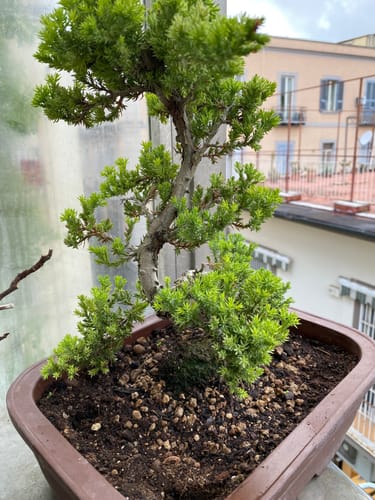 Customer photo review of TIGER CB® (substrato premium ad alte prestazioni)