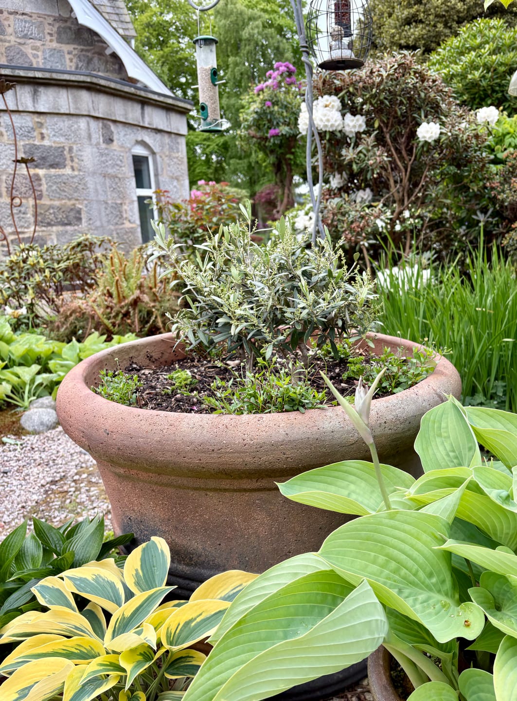Customer photo review of Olive Bush