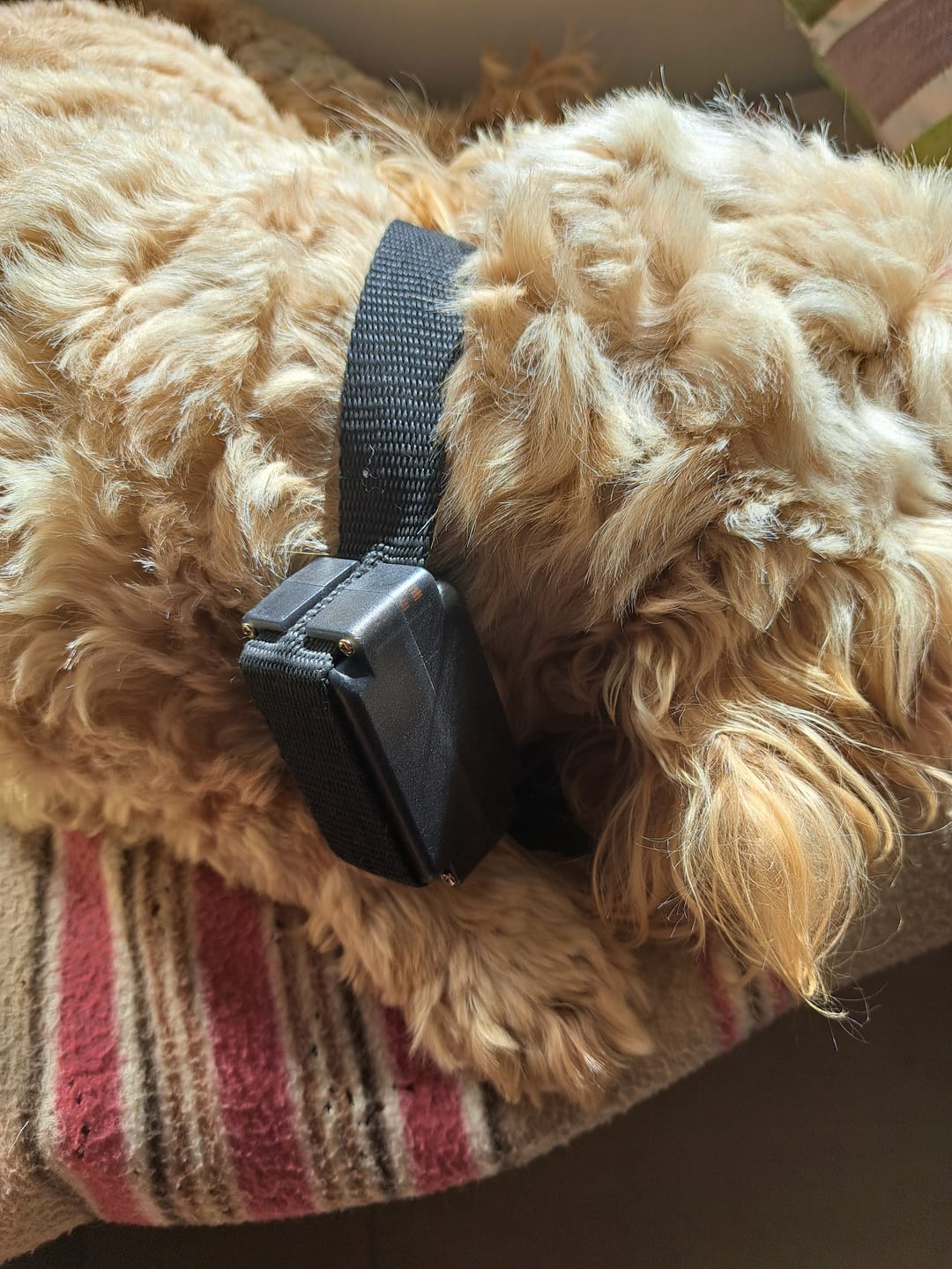Customer photo review of W227 Spare Collar | for Medium or Large Dogs
