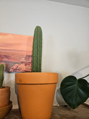 Customer photo review of San Pedro Cactus | Trichocereus (Echinopsis) Pachanoi