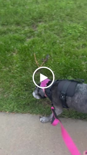 Customer video review of No Pull Bully Proof Harness