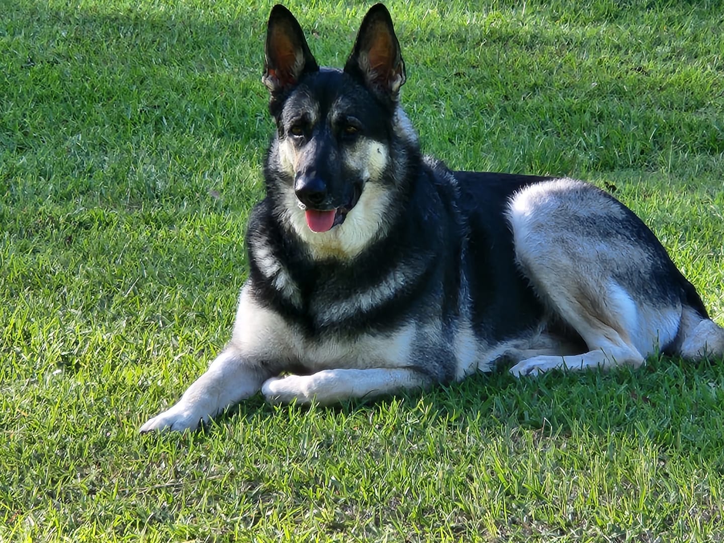 Customer photo review of BUY 2 BAGS & SAVE iHeartDogs Allergy & Itch Relief Chews for Dogs