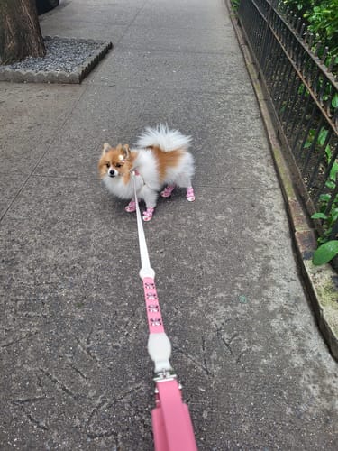 Customer photo review of Flexfly 360 Ultra Baby Pink Leash