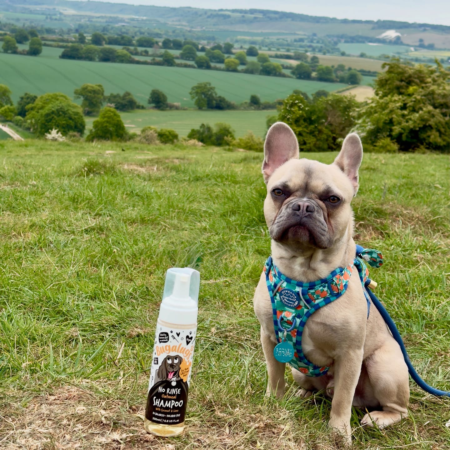 Customer photo review of No Rinse Oatmeal Dog Shampoo with Coconut & Lime