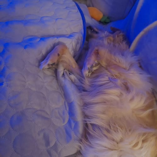 Customer photo review of Emmalove - Kühlmatte Für Den Sommer