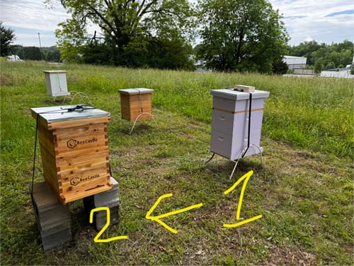 Customer photo review of BeeCastle Hives Cedar Wood 8 Frame 3 Layer Langstroth Bee Hive Coated with 100% Beeswax Includes Beehive Frames and Waxed Foundations(2 Deep Brood Bee Boxes and 1 Super Medium Box)