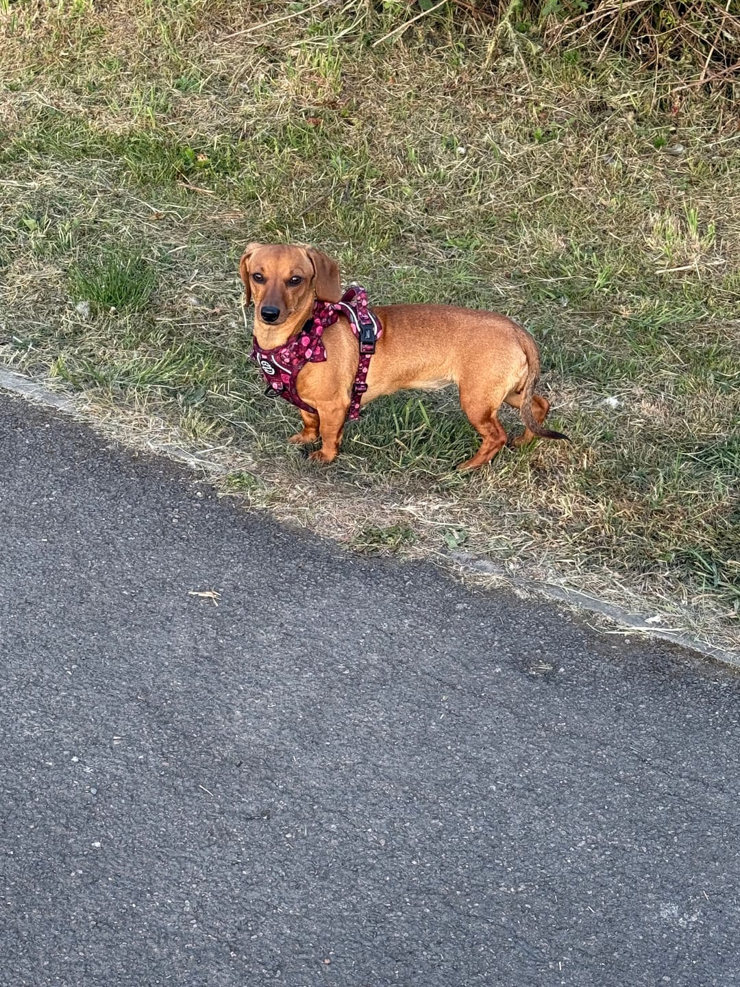 Customer photo review of Tough Trails™ Harness - Mable's Meadow