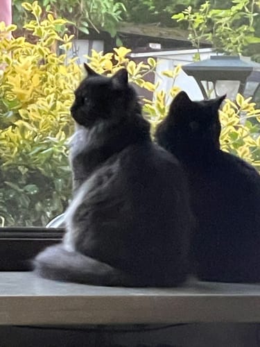 Customer photo review of Naturreines Katzenstreu - Angebot