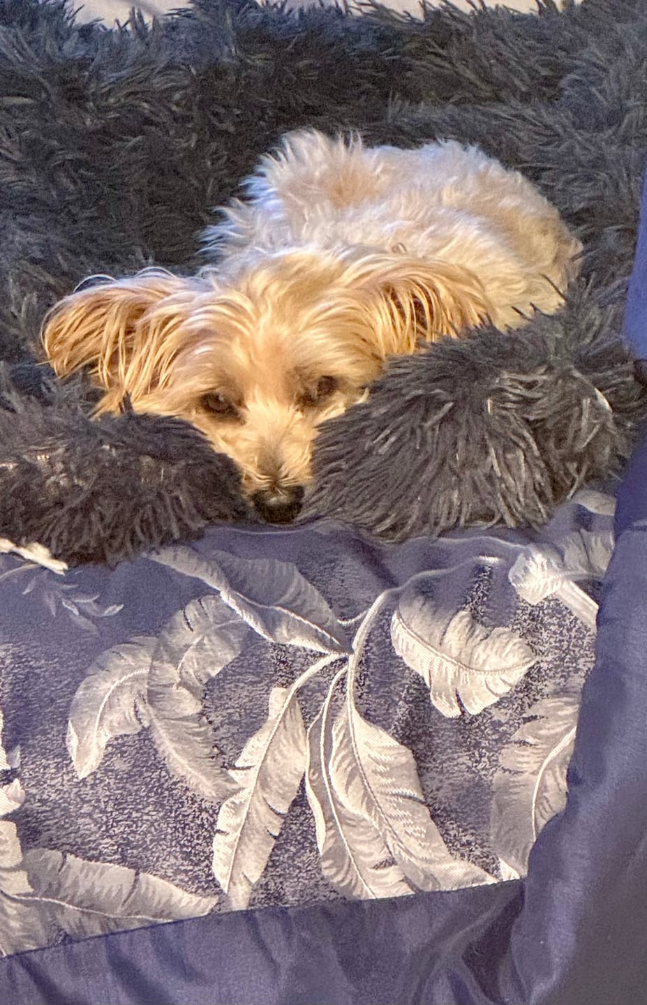 Customer photo review of Matching Calming Blanket