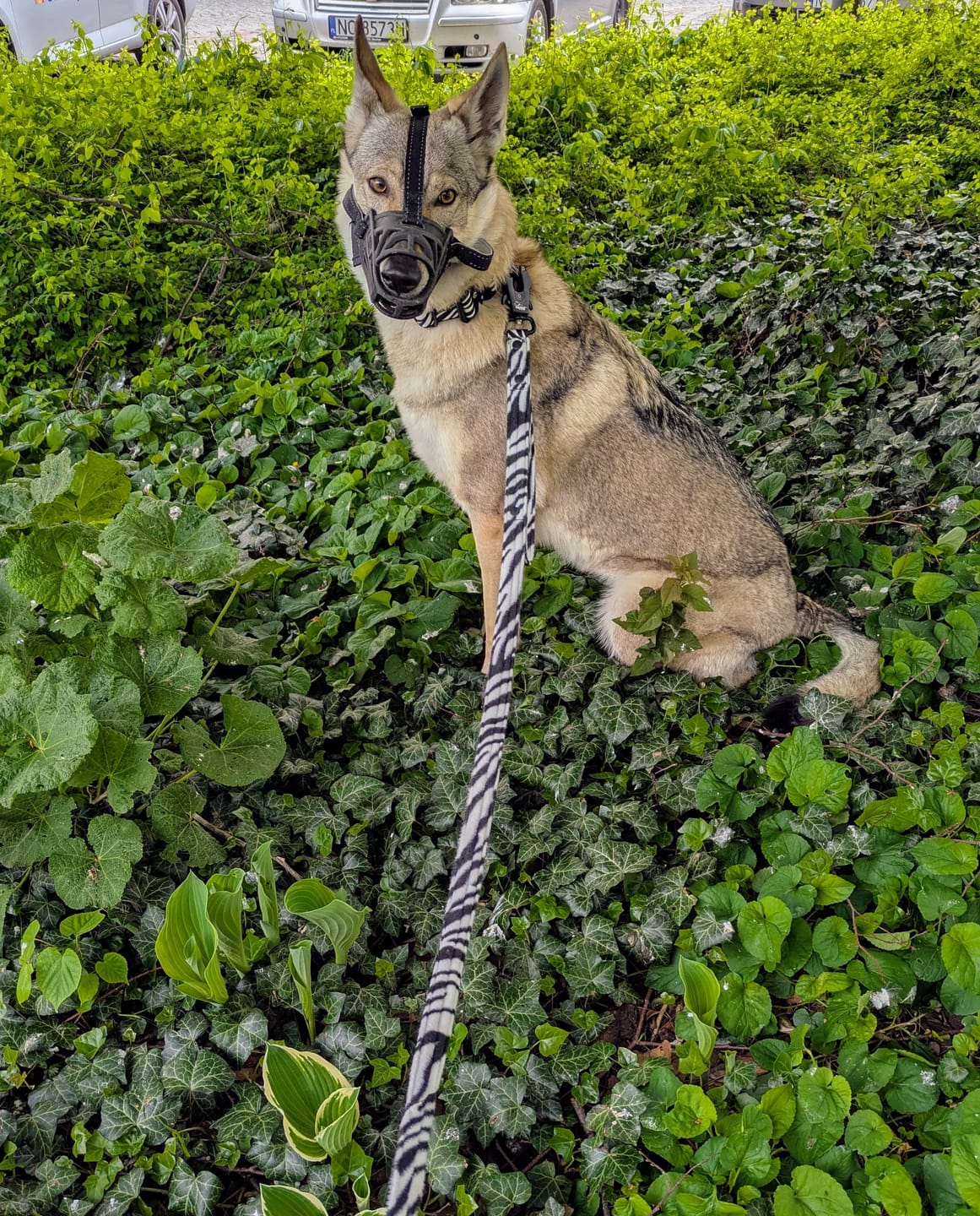 Customer photo review of Smycz nylonowa Walk Leash Zebra