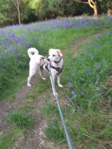 Customer photo review of Sighthound Escape Proof Harness