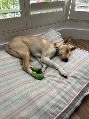 Customer photo review of WagWellies® Neon Green Mojave