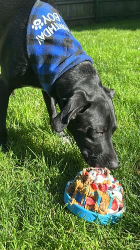 Customer photo review of FreezLava Heavy-Duty Enrichment Chew