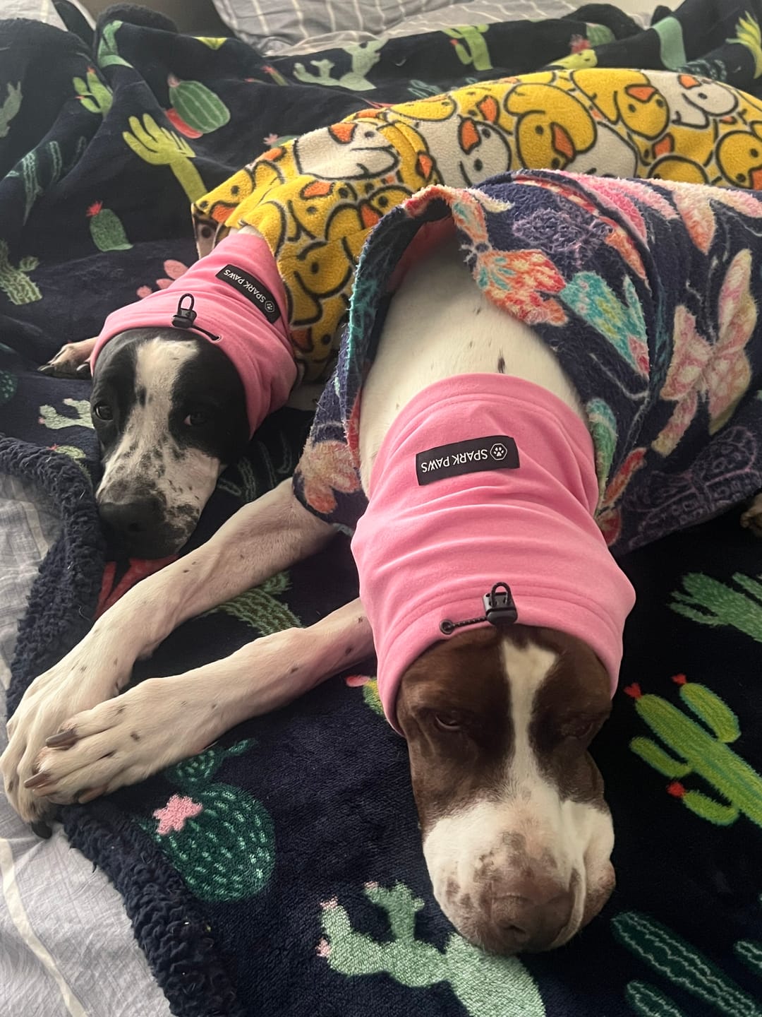 Customer photo review of Anxiety Calming Dog Earmuff Protector - Pink