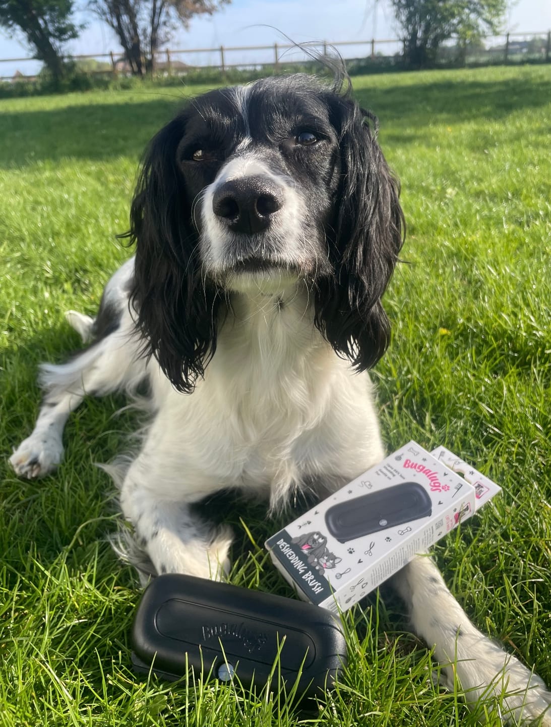 Customer photo review of Deshedding Brush (Black)