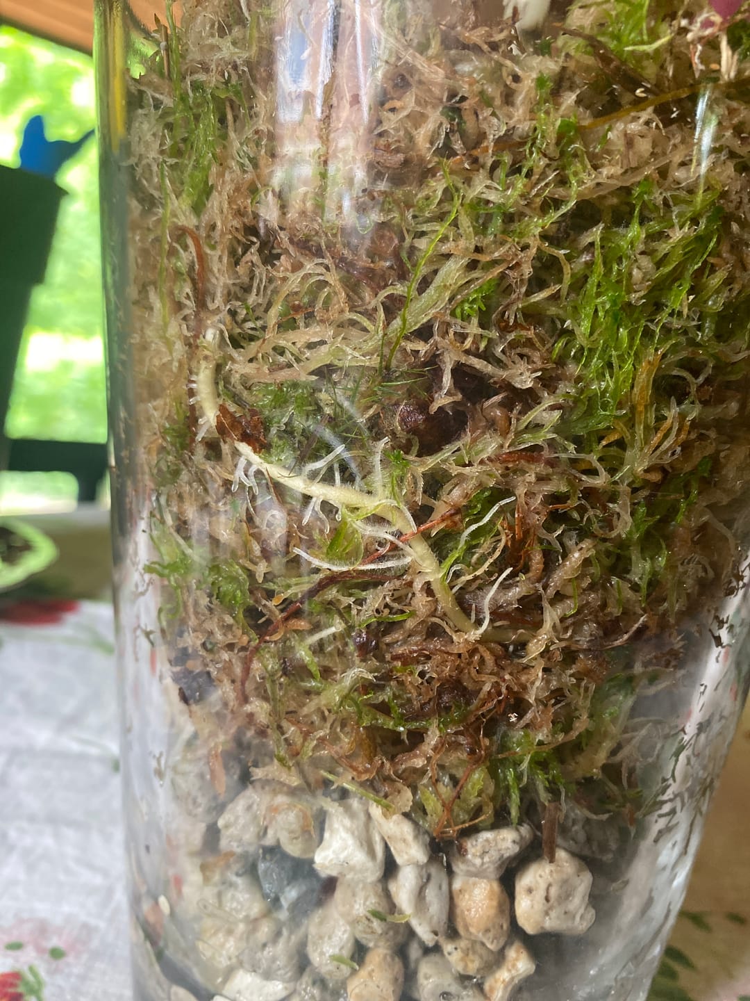 Customer photo review of Sphagnum Moss