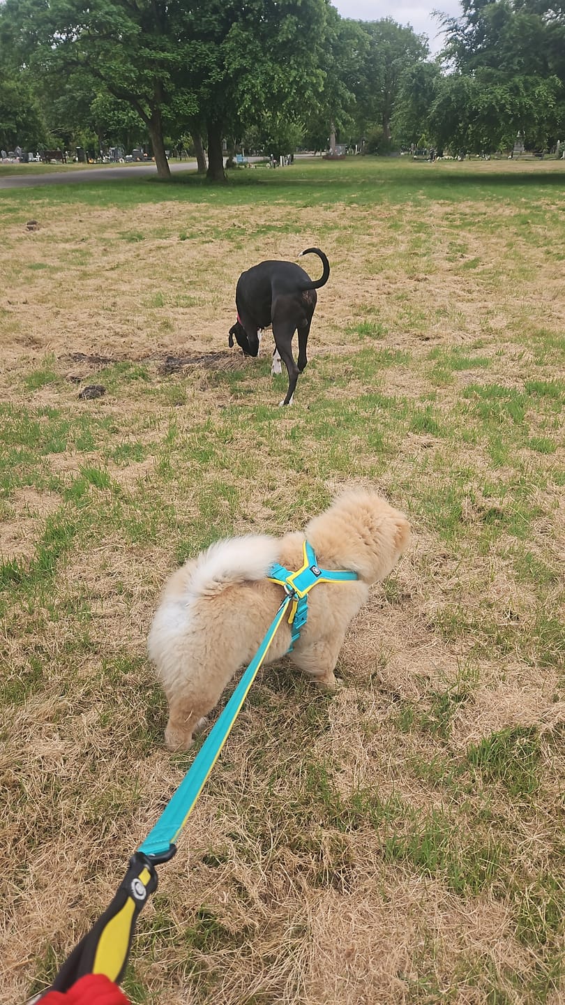 Customer photo review of Slip on Harness | Foam Padded - Turquoise x Yellow