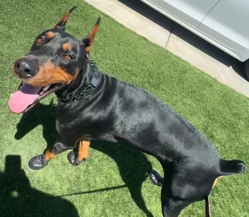 Customer photo review of WagWellies® Mojave