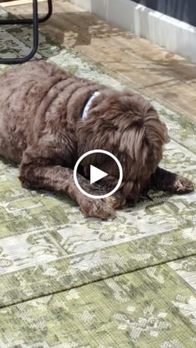 Customer video review of Large Ostrich Knuckle (5.5" x 5"): The Ultimate Chew for Moderate & Power Chewers