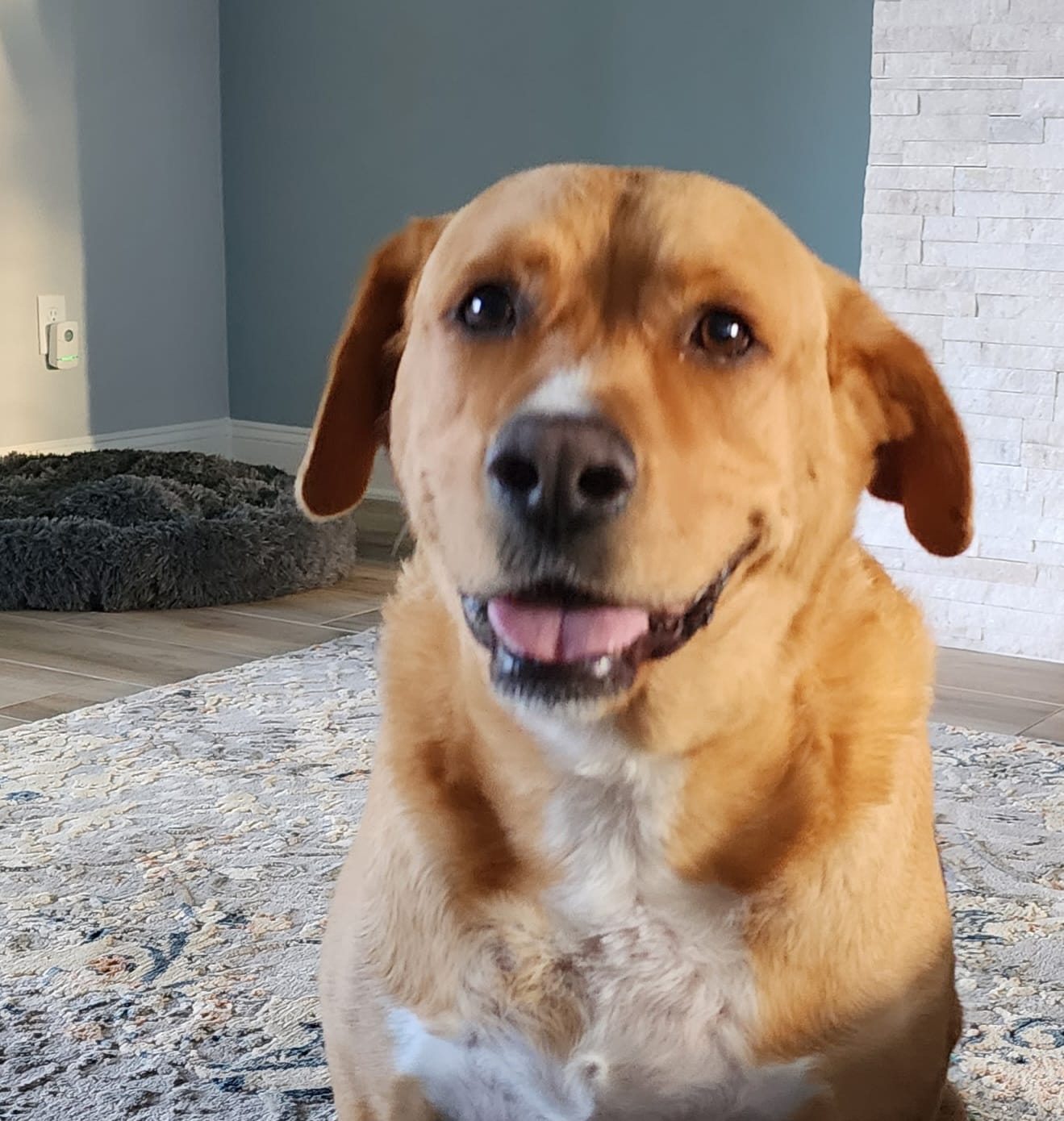 Customer photo review of Earthbones Dental Chews For Dogs