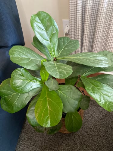 Customer photo review of Plant Food