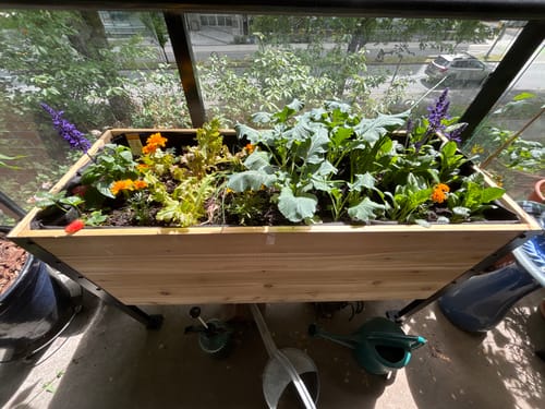 Customer photo review of Greenhouse Cover