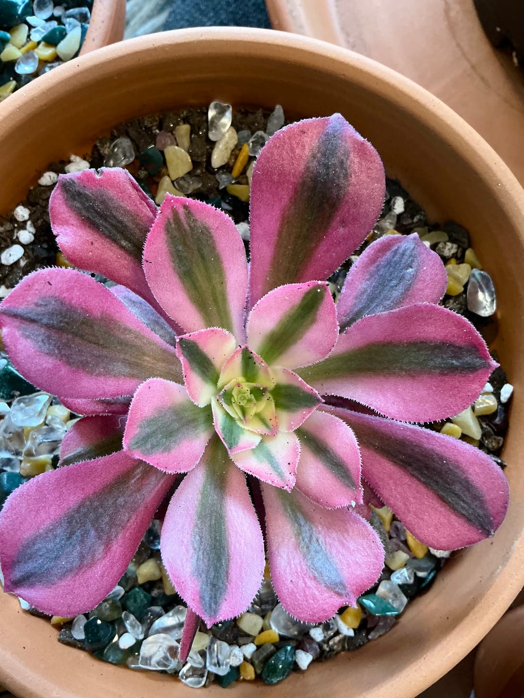 Customer photo review of Aeonium 'Pink Witch'
