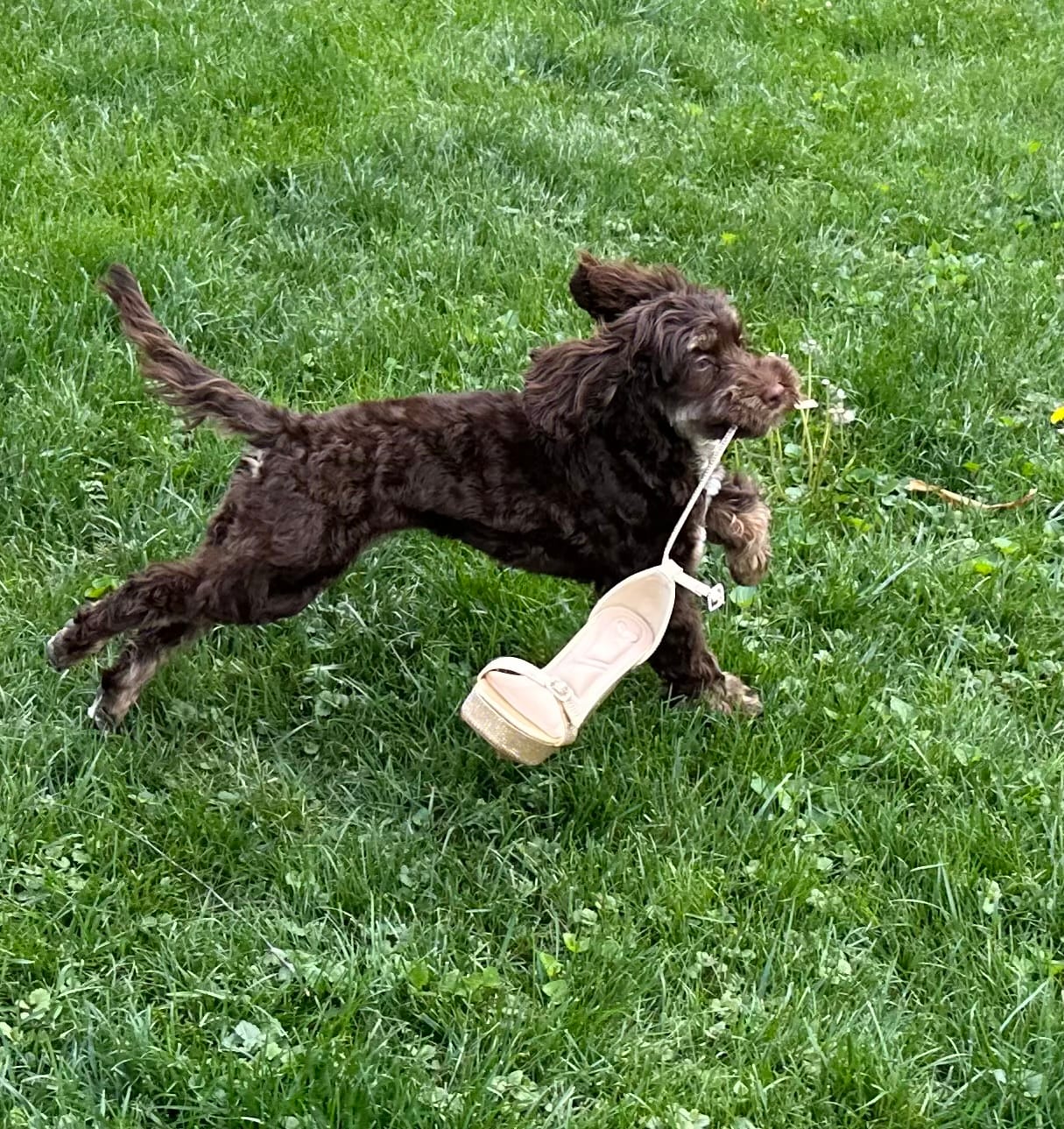 Customer photo review of 12 Inch Braided Bully Sticks