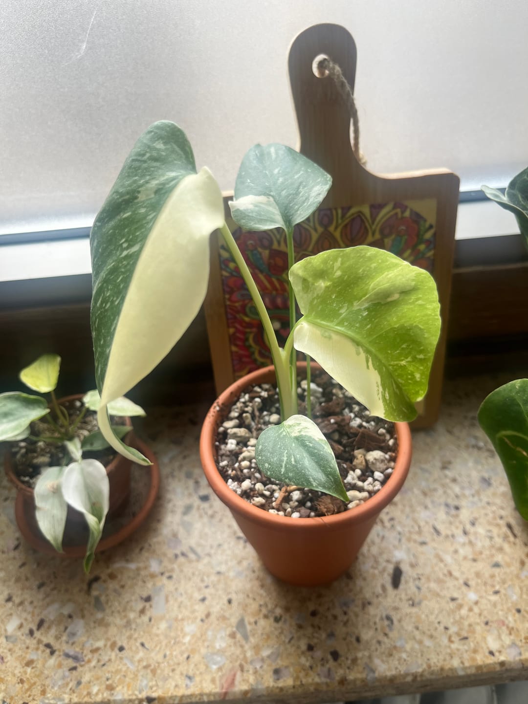 Customer photo review of Monstera Thai Constellation - Babypflanze