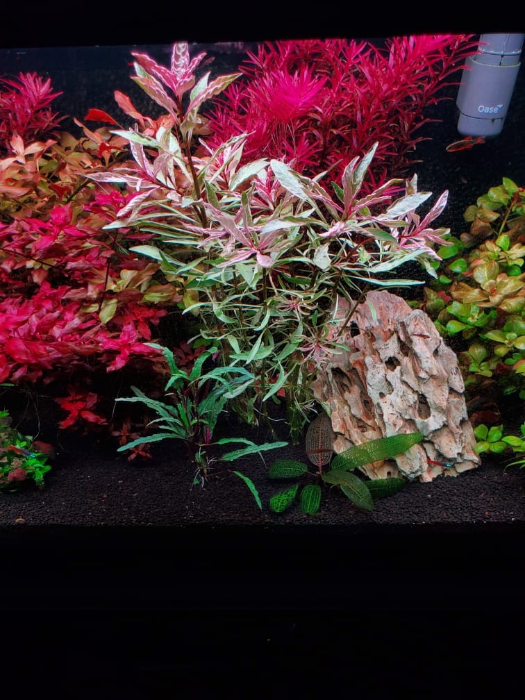 Customer photo review of Chihiros WRGB II Pro LED Light