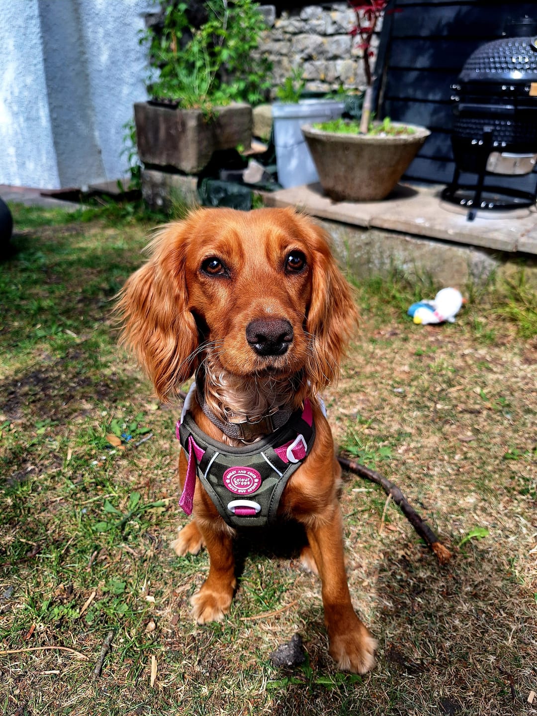 Customer photo review of Trail & Glow Dog Harness - COLOUR DROPS® - Olive it Hot