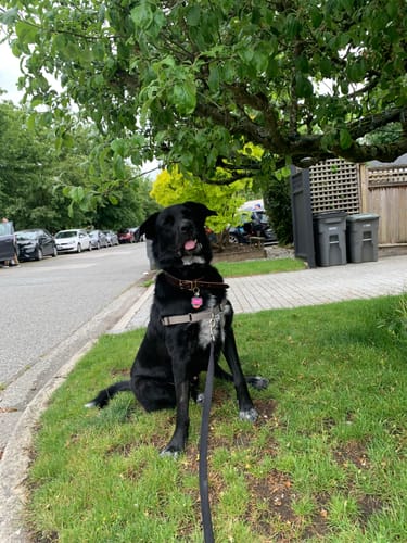 Customer photo review of Leather Martingale Dog Collar