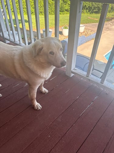 Customer photo review of DE-01 Dental Dogbiotic