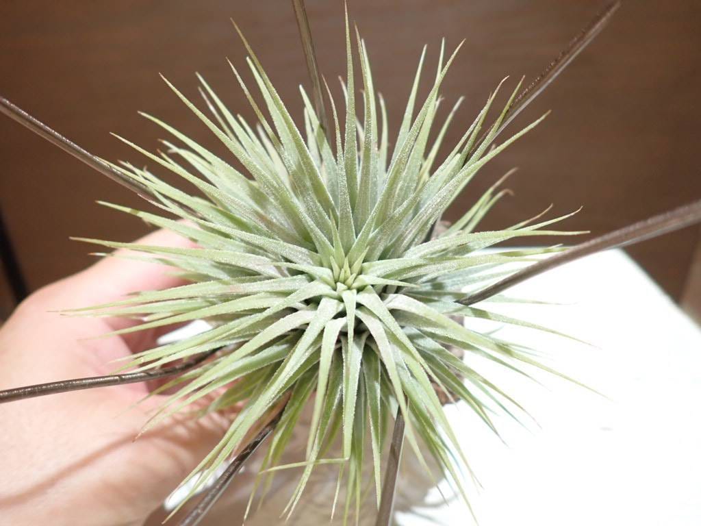 Customer photo review of Ionantha Snowball (SALE!)