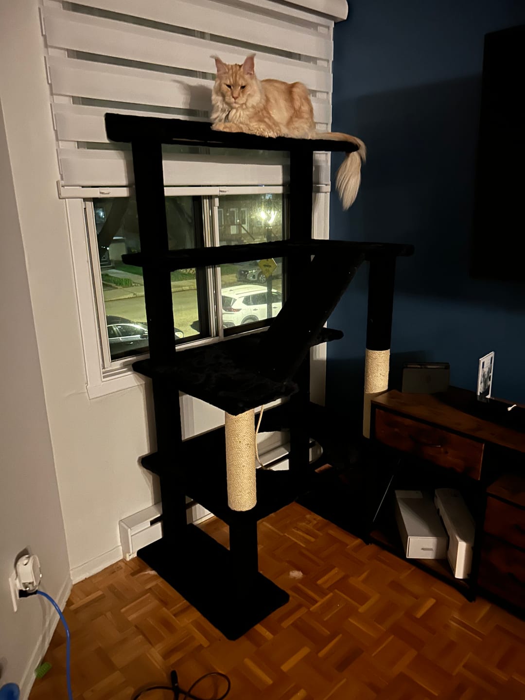 Customer photo review of Maine Coon 65" Cat Tower - 4-Level Cat Tree