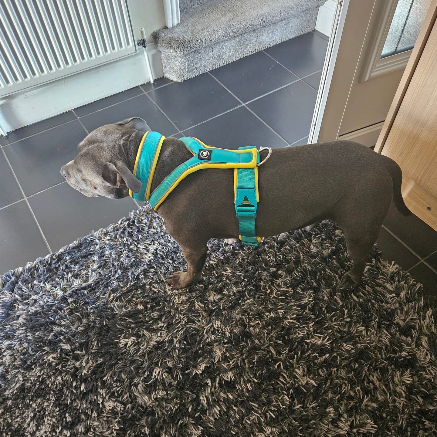 Customer photo review of Slip on Harness | Foam Padded - Turquoise x Yellow